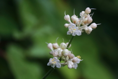 里山花散歩ヤブミョウガ２