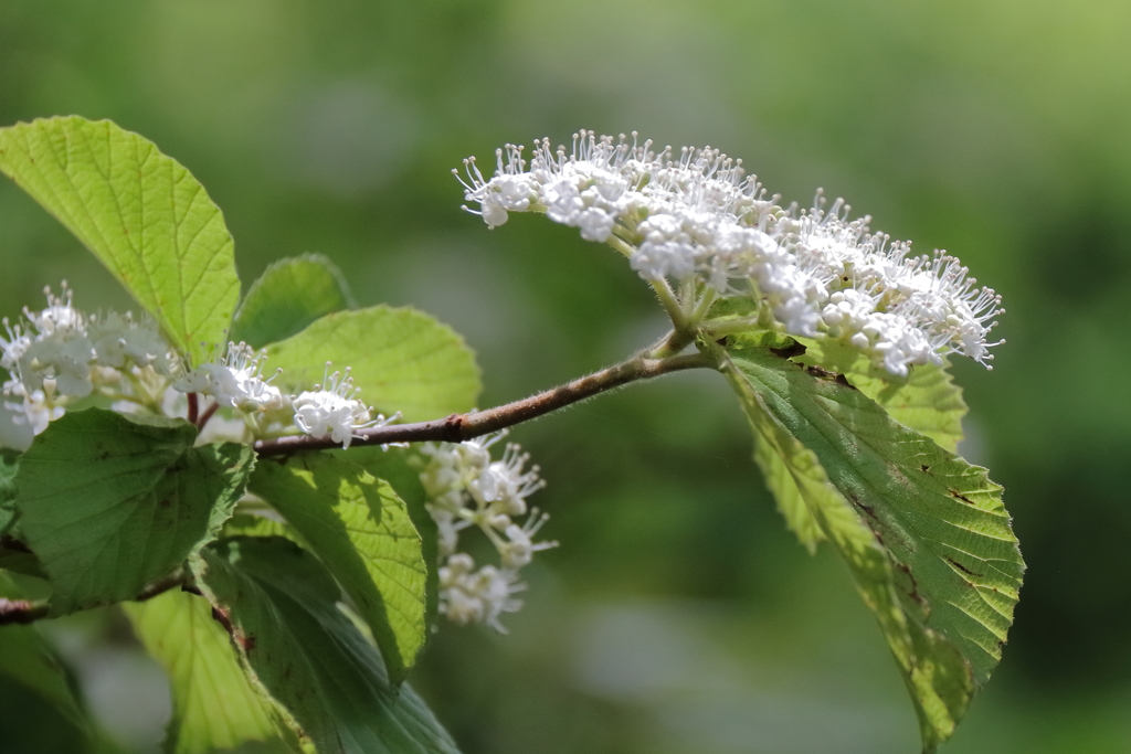 ガマズミの花２