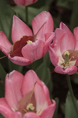 チューリップ2016　17