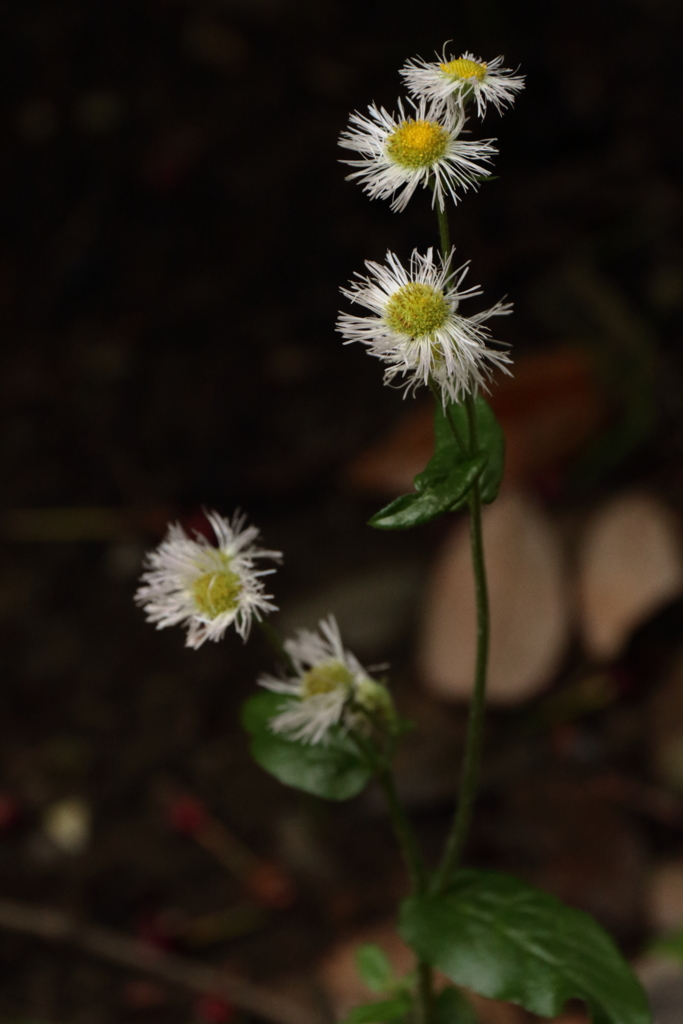 花散歩ハルジオン２