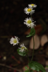 花散歩ハルジオン２