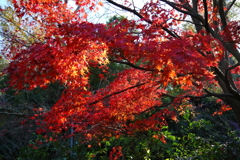 里山晩秋3
