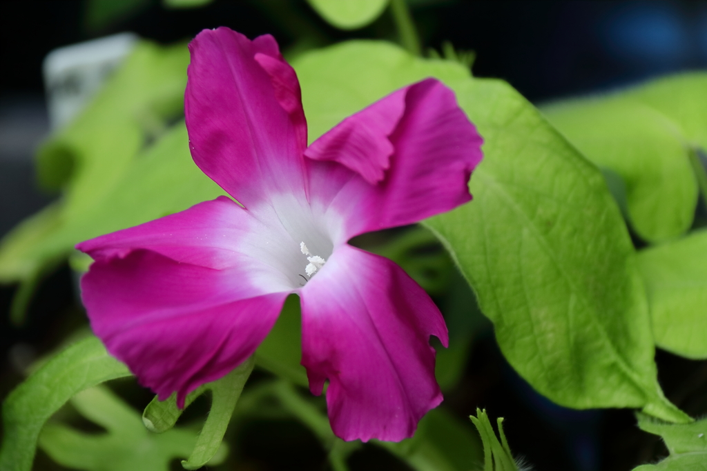 花散歩変化朝顔５