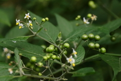 里山の植物イヌホオズキ２