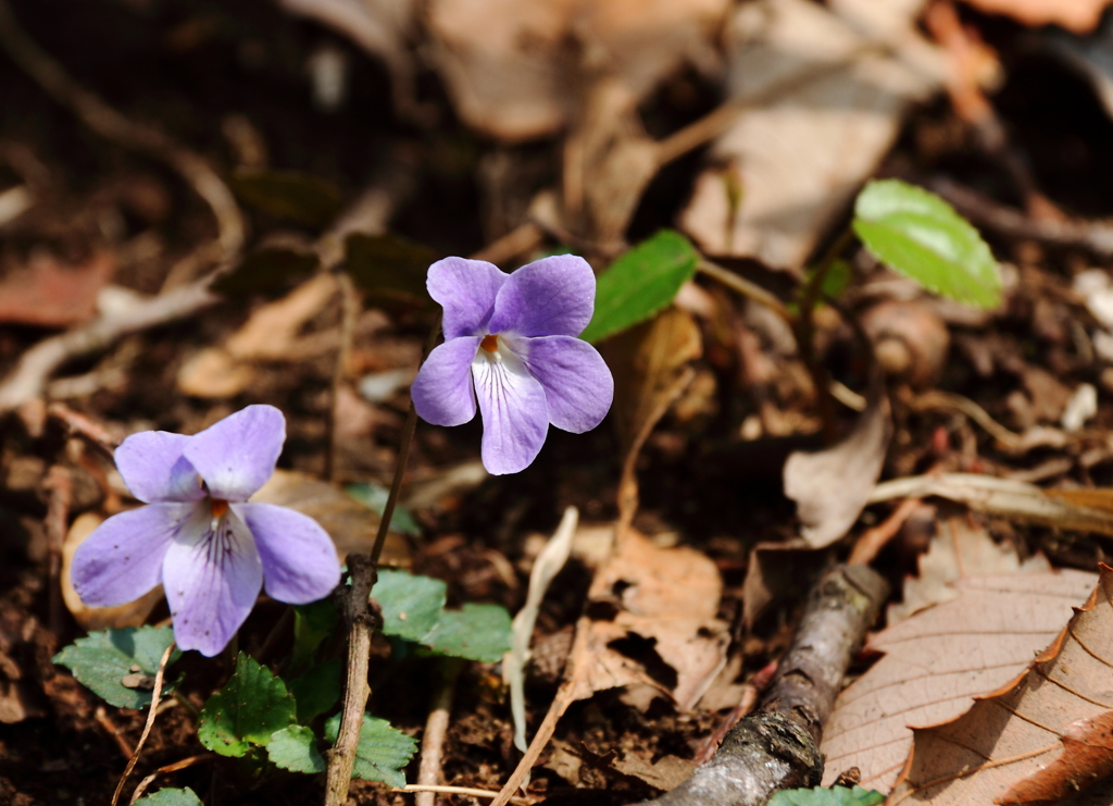 春巡り来て３　(すみれ)