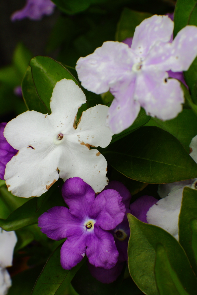 ニオイバンマツリ三態