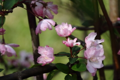花散歩海棠２