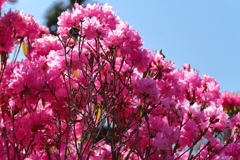 植物園から「つつじ吉野」２