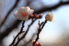白梅ほころぶ頃３