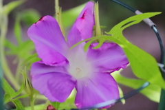 花散歩変化朝顔５
