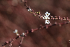 花散歩ユキヤナギ
