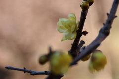 蠟梅香るころ３