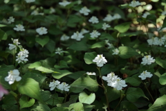 八重ドクダミ３