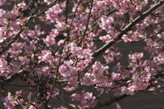 満開河津桜４