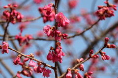 少し開いた寒緋桜１