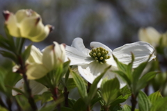 散歩道の花達ハナミズキ白２