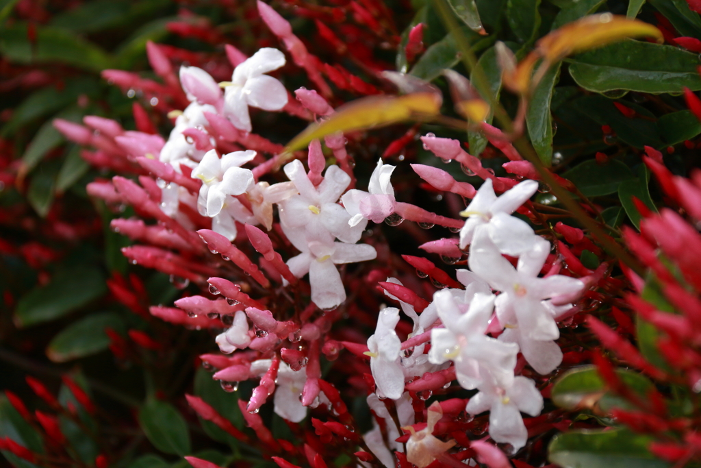 ジャスミン香る３