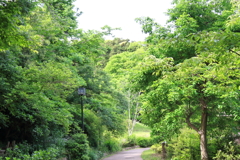 新緑散歩道