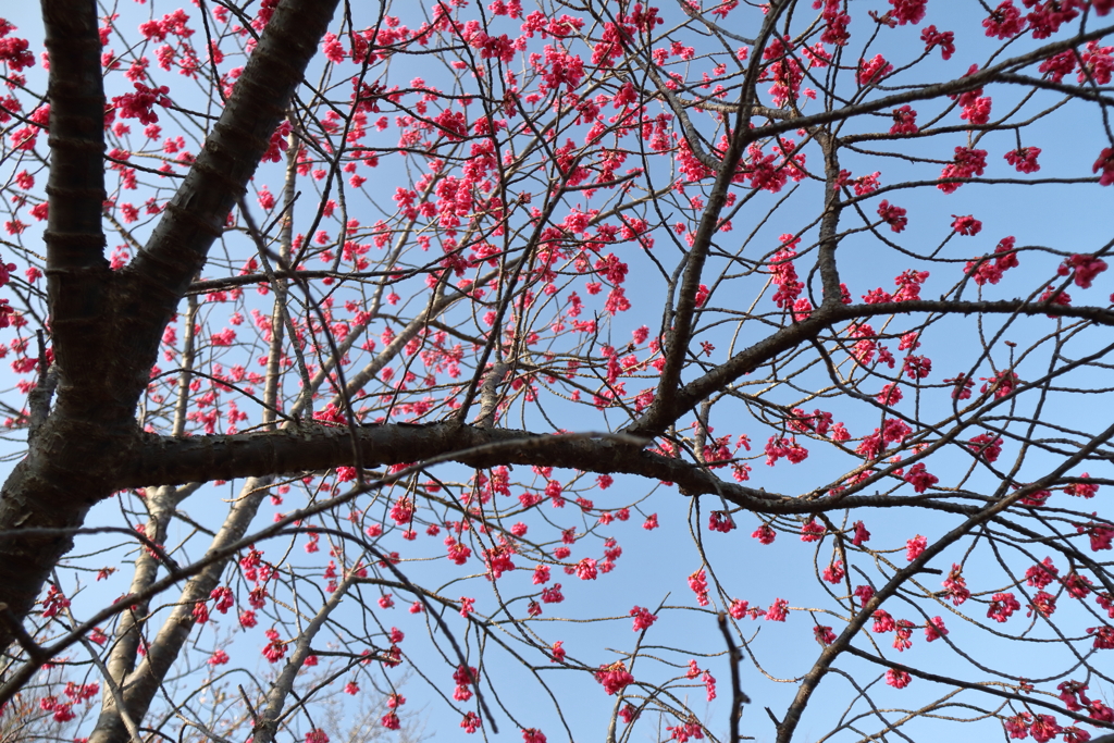 花散歩寒緋桜１