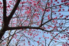 花散歩寒緋桜1