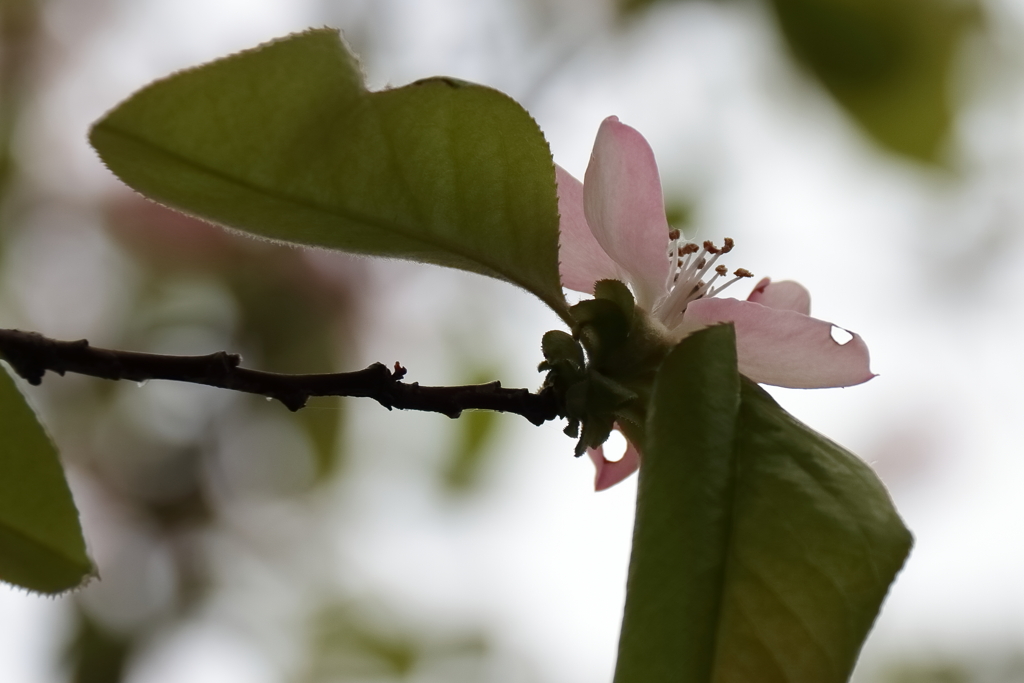 花梨が咲く里山３