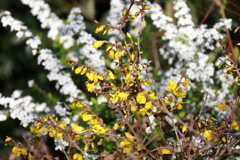 花散歩レンギョウ2