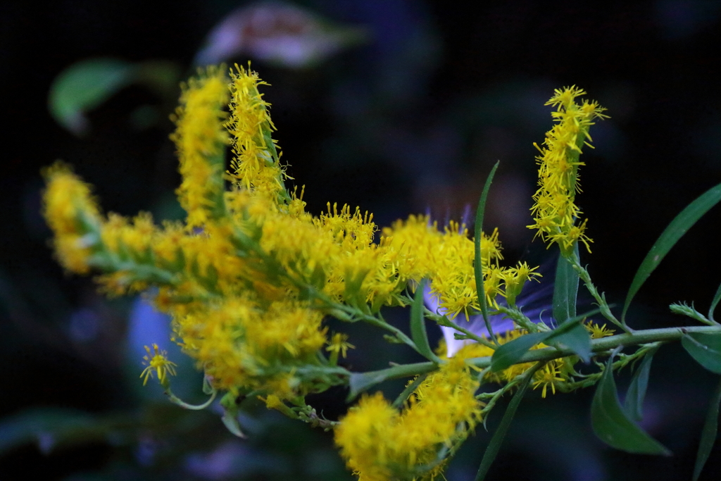 花散歩セイタカアワダチソウ３