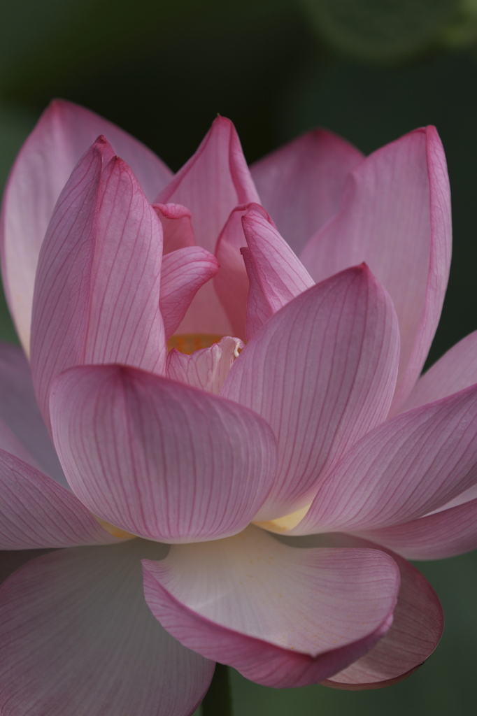 天上の華４