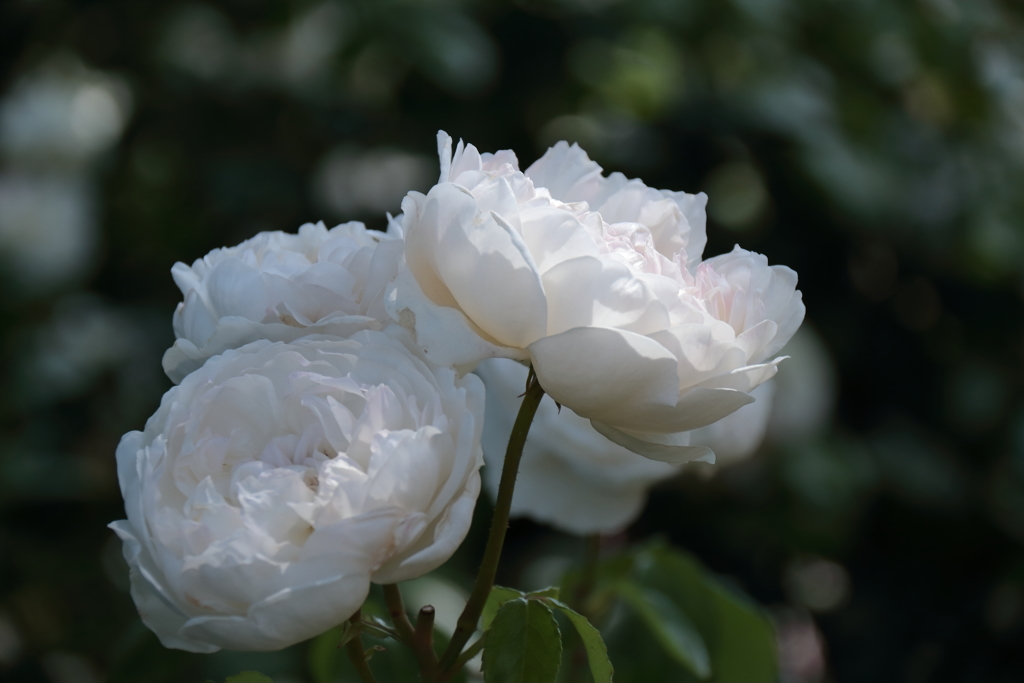 横浜バラ散策２