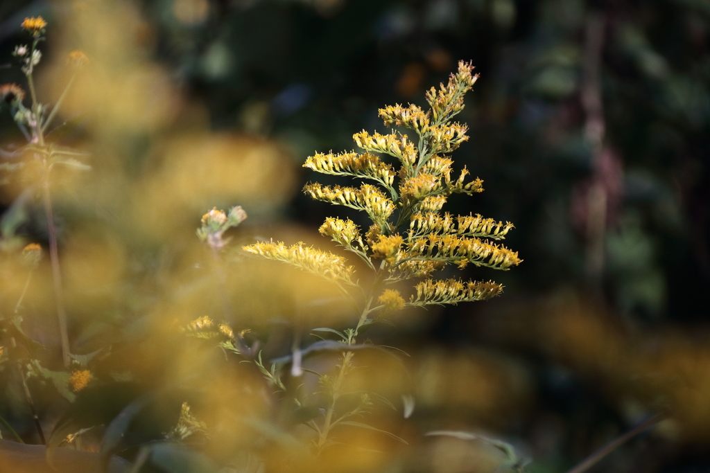 セイタカアワダチソウ２