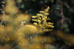 セイタカアワダチソウ２