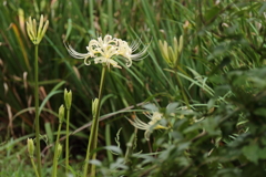 彼岸花咲く頃５