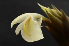 ミョウガの花３