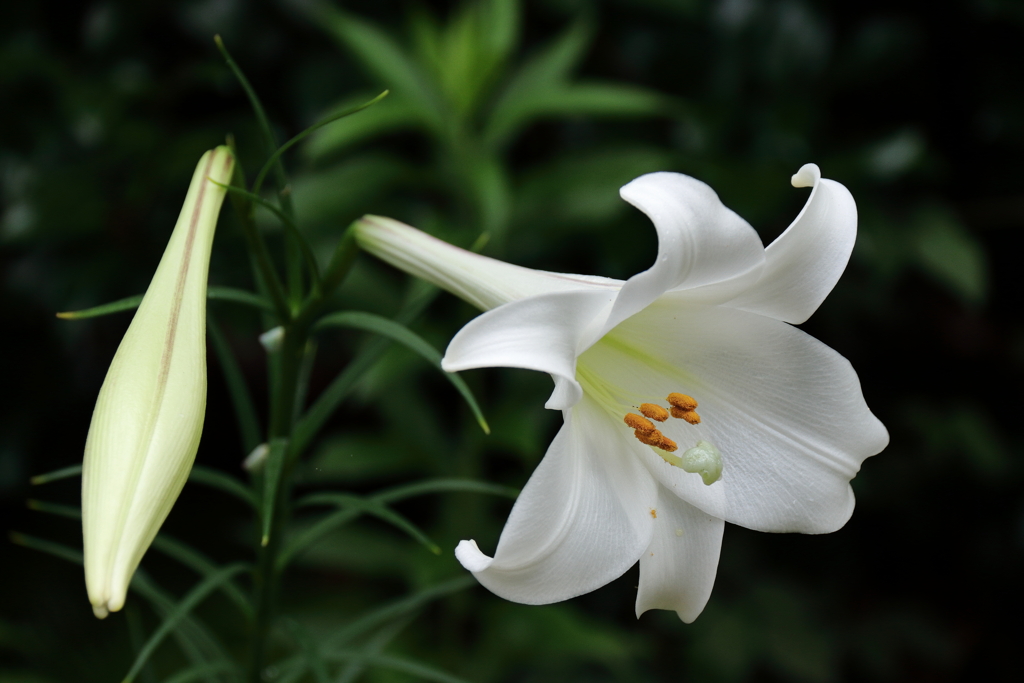 タカサゴユリ４