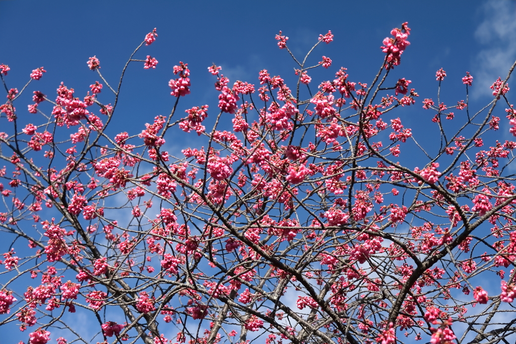 寒緋桜開花３