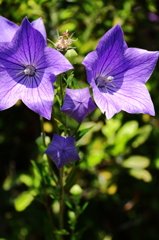 夏空を見つめて