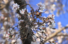 桜花秋景