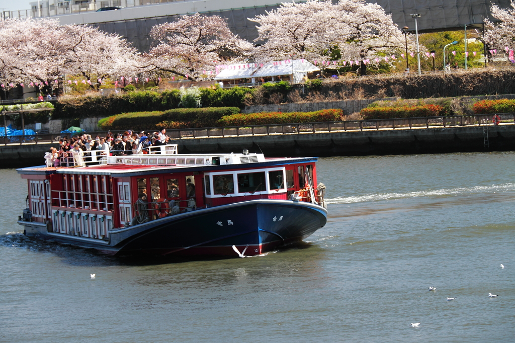 墨田川桜景３