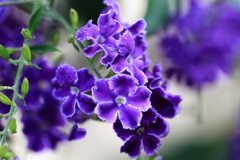 花散歩デュランタ１
