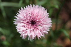 公園花壇矢車草２