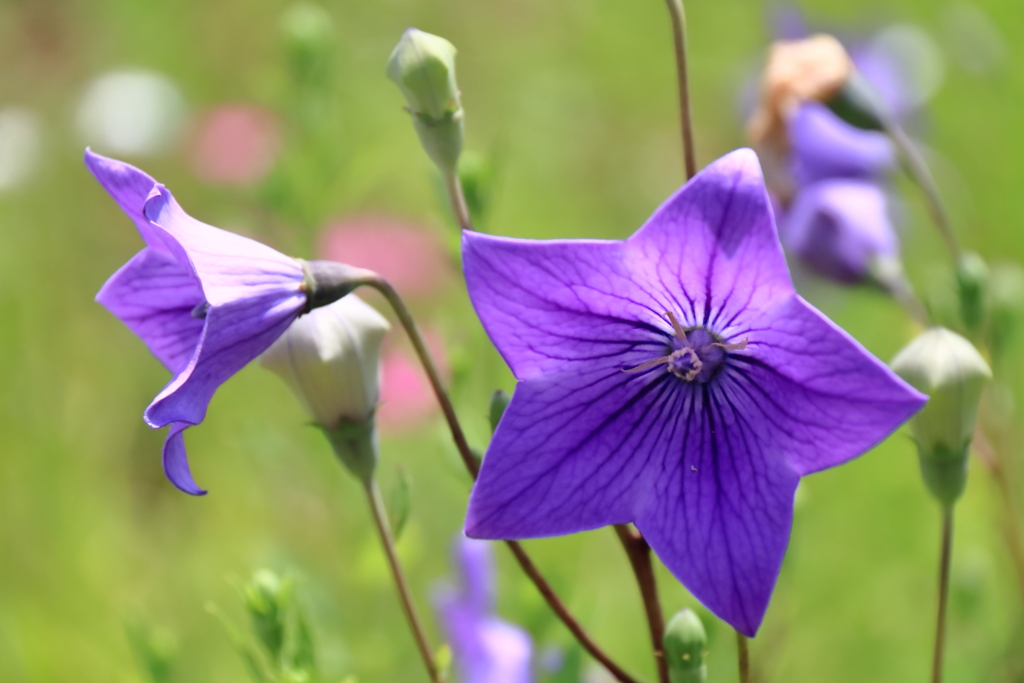 植物園散策桔梗