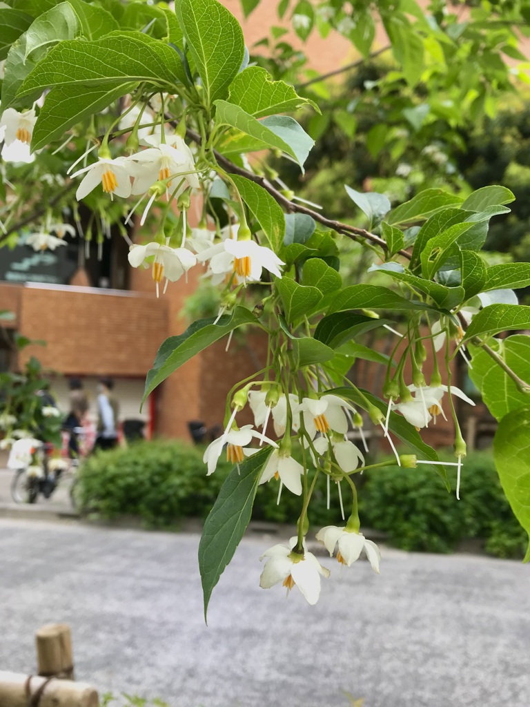 街路樹エゴノキ２