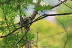 餌をねだる２