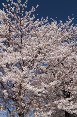 墨田の桜１