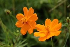 すっかり夏の顔