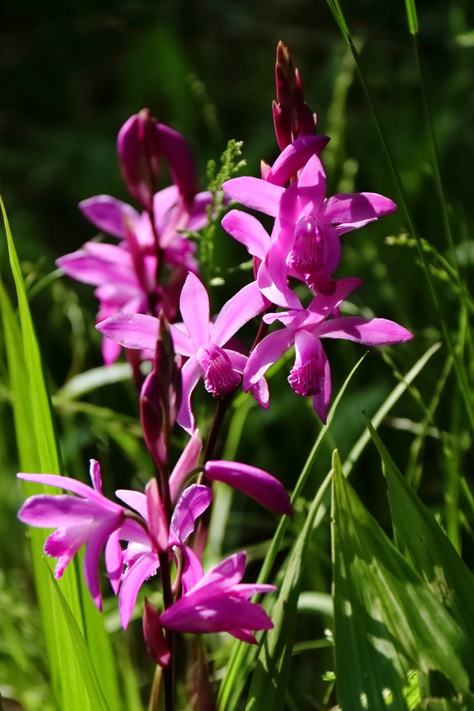 里山散歩シラン１