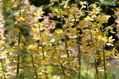 春陽のエビネ１