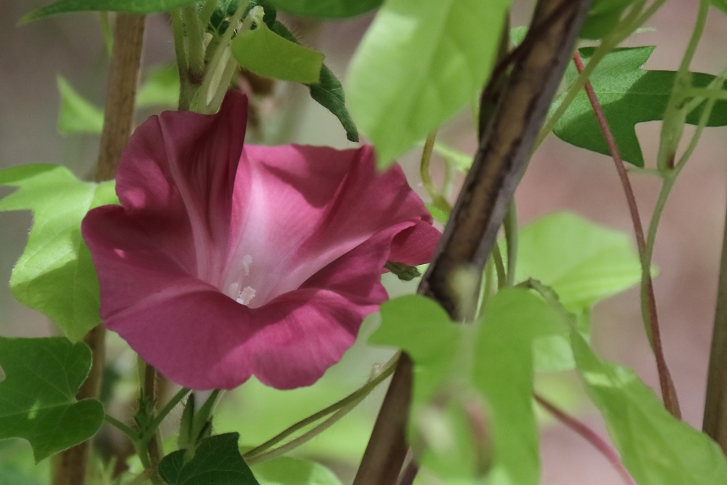 花散歩朝顔４