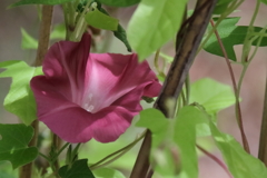 花散歩朝顔４