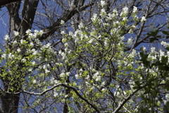 植物園から「利休梅」５
